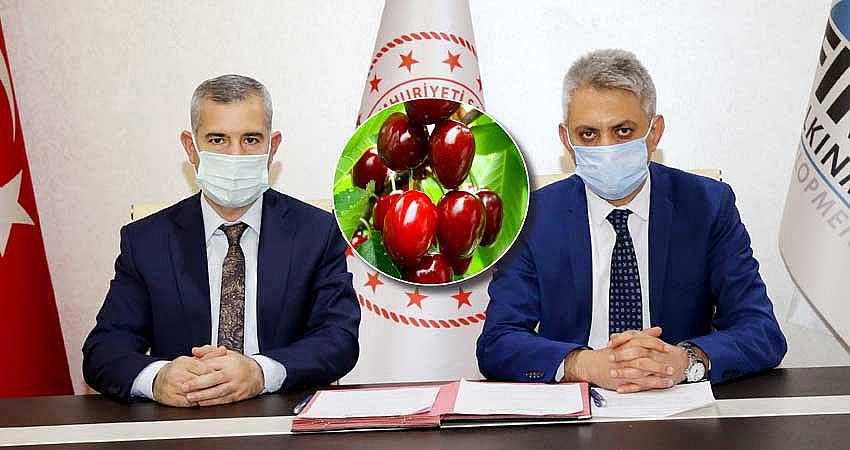 DALBASTI KİRAZIBDA MARKALAŞMA ÇALIŞMASI