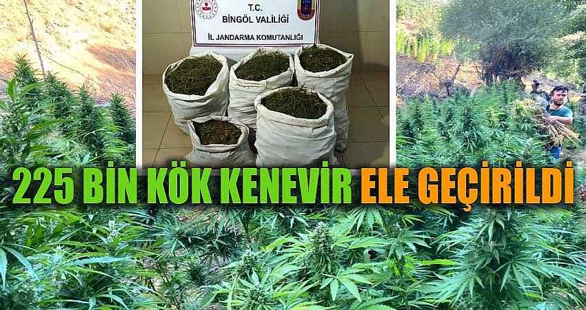 225 BİN KÖK KENEVİR ELE GEÇİRİLDİ