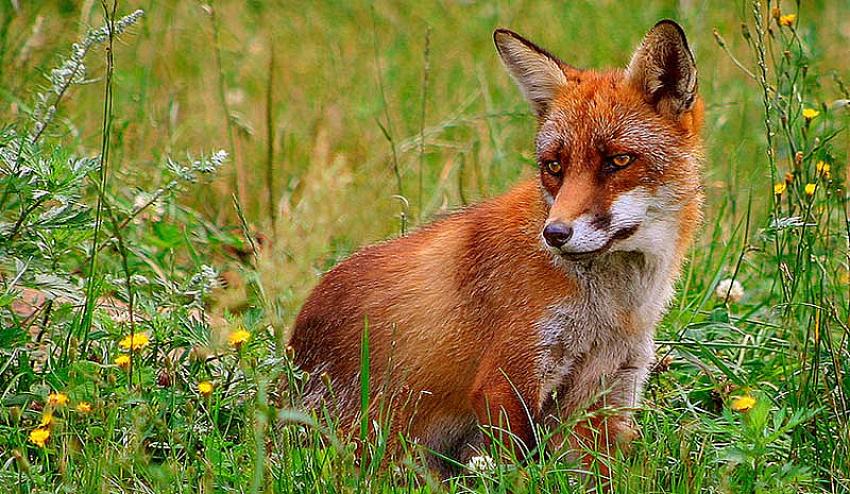 KUDUZA KARŞI HAVADAN AŞILAMA