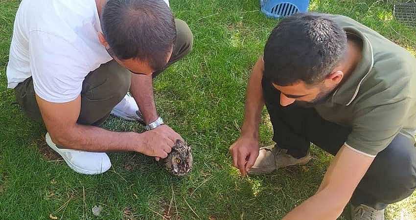 YARALI BAYKUŞ TEDAVİ ALTINA ALINDI