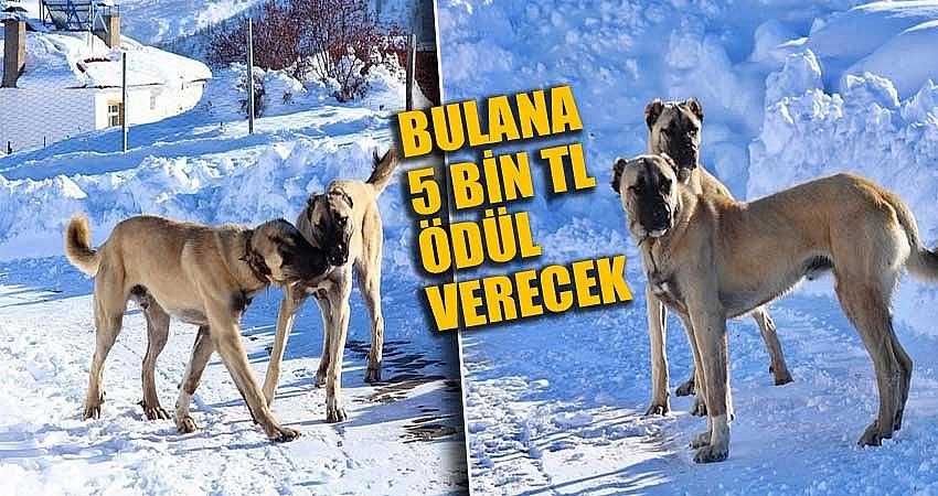 KÖPEKLERİNİ BULANA 5 BİN TL ÖDÜL VERECEK