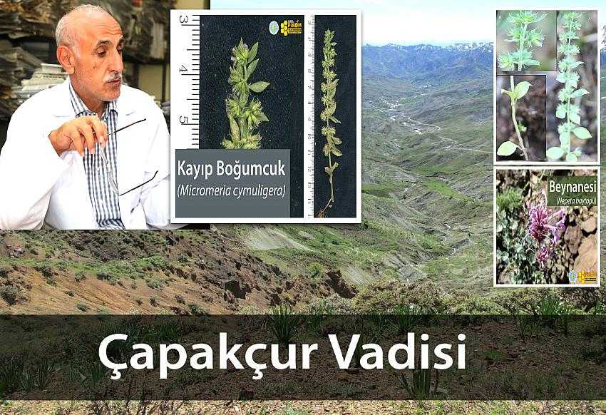 150 YILLIK KAYIP BİTKİ BULUNDU