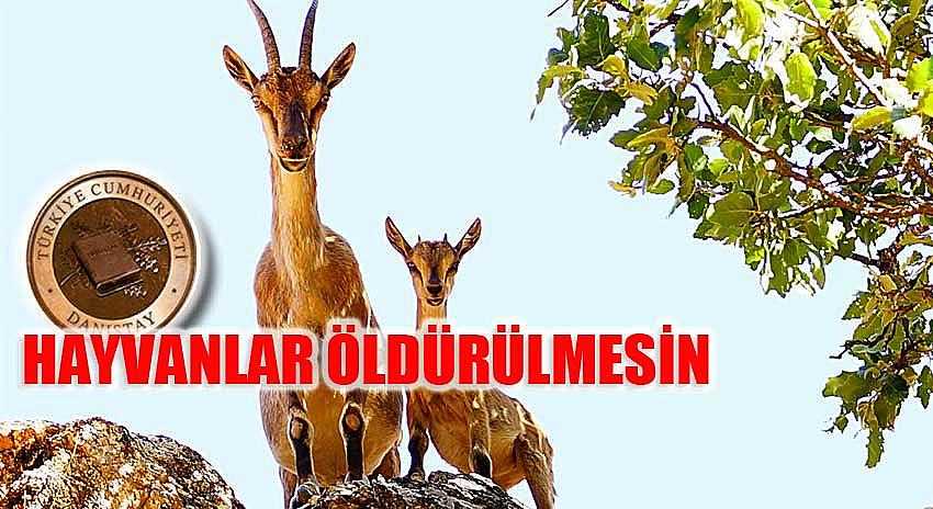 DANIŞTAY DA ‘HAYVANLAR ÖLDÜRÜLMESİN’ DEDİ